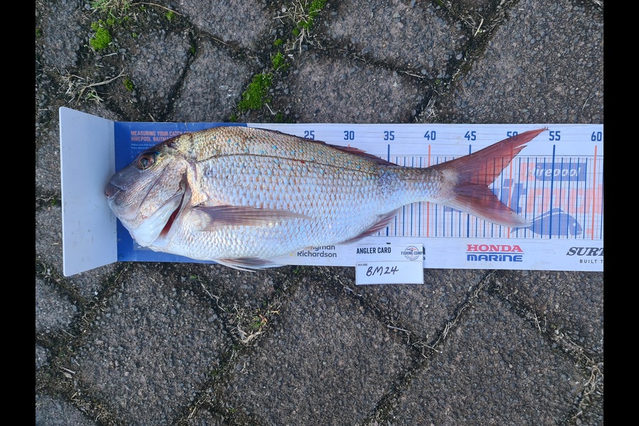 Scott Bassett caught this 47.0cm Snapper at Coromandel during The Hirepool Baitmates Fishing Comp
