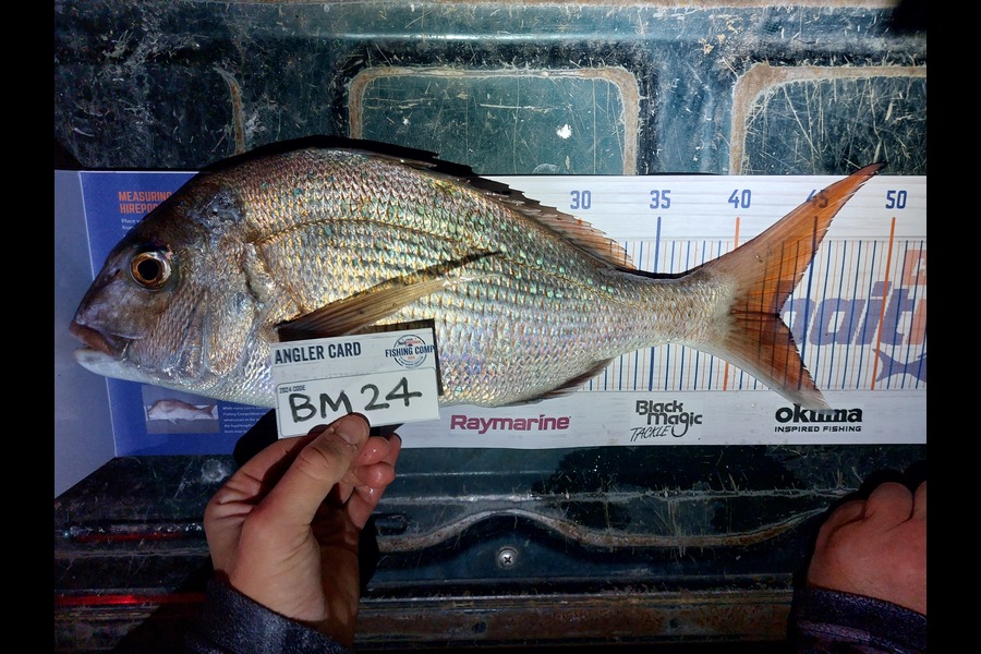 Brett Wilson caught this 43.0cm Snapper at Wellington during The Hirepool Baitmates Fishing Comp