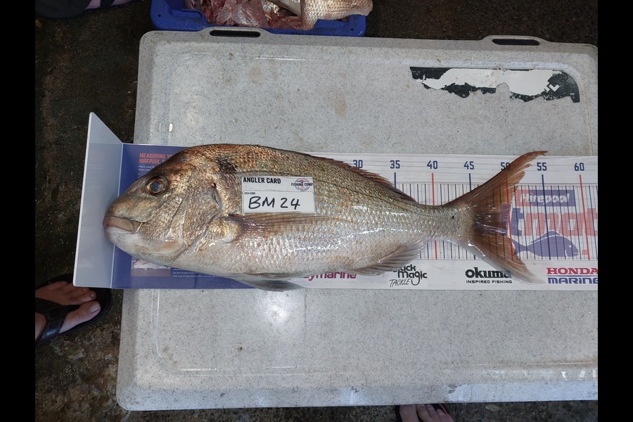 Scott burndred caught this 49.5cm Snapper at Auckland during The Hirepool Baitmates Fishing Comp