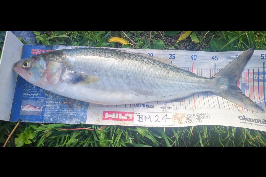 Jamie-Lee Page caught this 49.5cm Kahawai at Wellington during The Hirepool Baitmates Fishing Comp