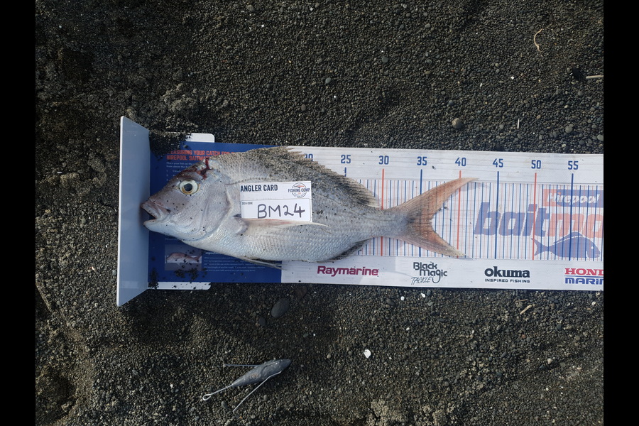 Trent Barrett caught this 36.0cm Snapper at Hawkes Bay during The Hirepool Baitmates Fishing Comp