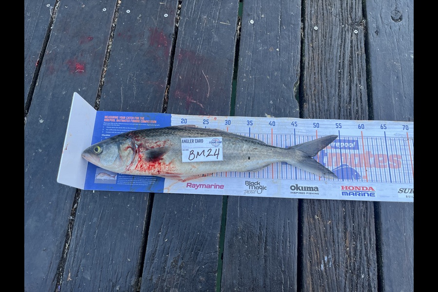 Tiaan Hudson caught this 48.5cm Kahawai at Northland during The Hirepool Baitmates Fishing Comp