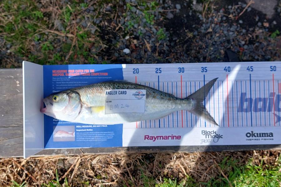 ollie McMurray caught this 34.0cm Kahawai at Auckland during The Hirepool Baitmates Fishing Comp