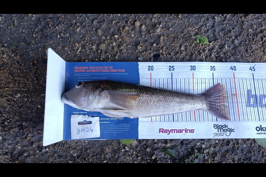 Tracy Holland caught this 38.0cm Blue Cod at Nelson/Marlborough during The Hirepool Baitmates Fishing Comp