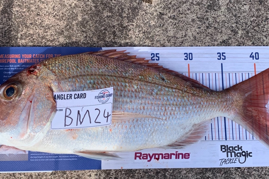 Bradley Severn caught this 41.0cm Snapper at Bay of Plenty during The Hirepool Baitmates Fishing Comp