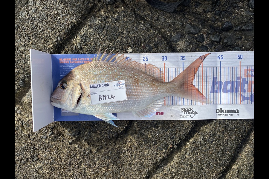 Ian Immelman caught this 37.0cm Snapper at Taranaki during The Hirepool Baitmates Fishing Comp