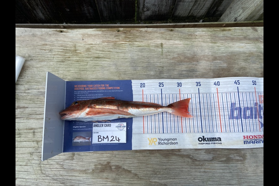 Marshall Wells caught this 31.5cm Gurnard at Taranaki during The Hirepool Baitmates Fishing Comp