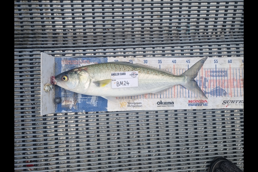 Jayden Emtage caught this 47.0cm Kahawai at Northland during The Hirepool Baitmates Fishing Comp