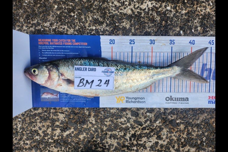 Steve Searancke caught this 39.0cm Kahawai at Coromandel during The Hirepool Baitmates Fishing Comp