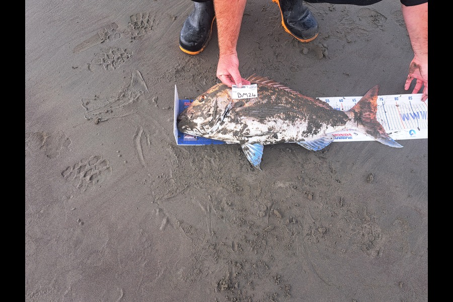 Geoff Nilsen caught this 71.0cm Snapper at Manawatu during The Hirepool Baitmates Fishing Comp