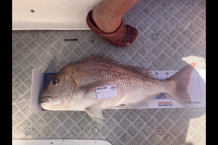 Matthew Spargo caught this 69.0cm Snapper at Coromandel during The Hirepool Baitmates Fishing Comp