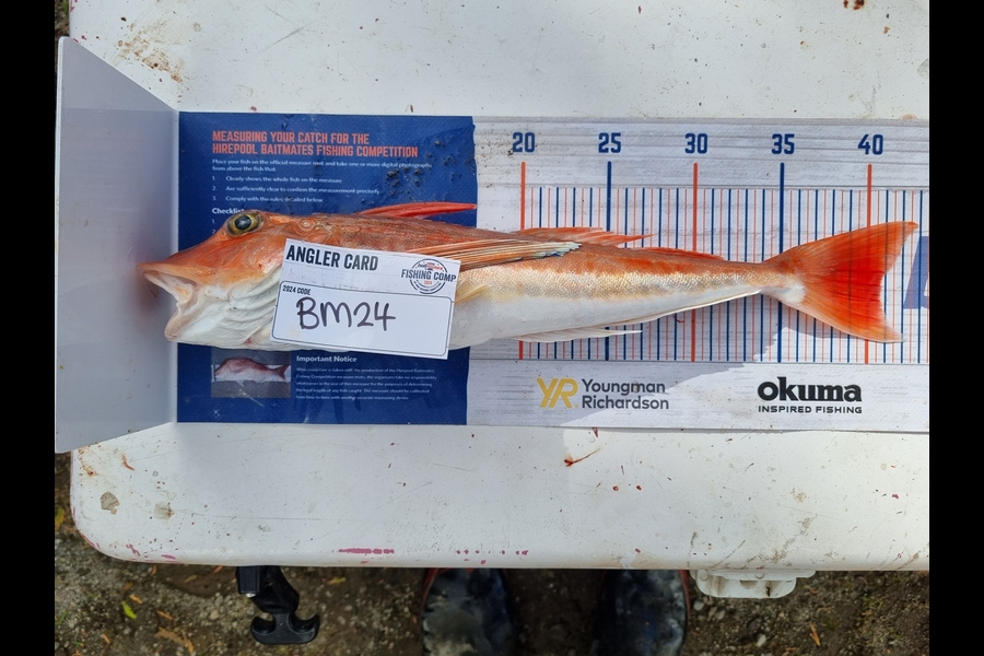 Nathan  Busby caught this 40.5cm Gurnard at Taranaki during The Hirepool Baitmates Fishing Comp
