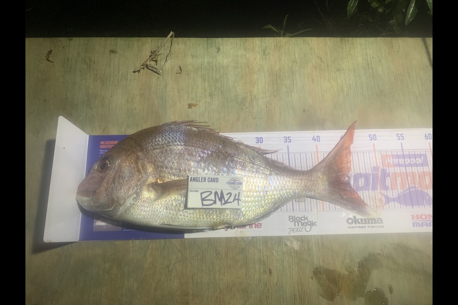 Josh Bolton caught this 45.0cm Snapper at Wellington during The Hirepool Baitmates Fishing Comp