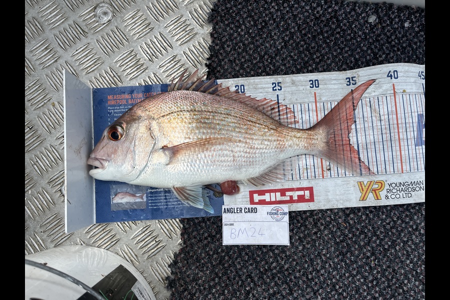David  Griffin caught this 34.0cm Snapper at Coromandel during The Hirepool Baitmates Fishing Comp