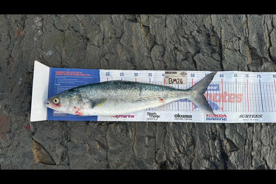 Brodie Sullivan-Richards caught this 53.5cm Kahawai at Wairarapa
 during The Hirepool Baitmates Fishing Comp