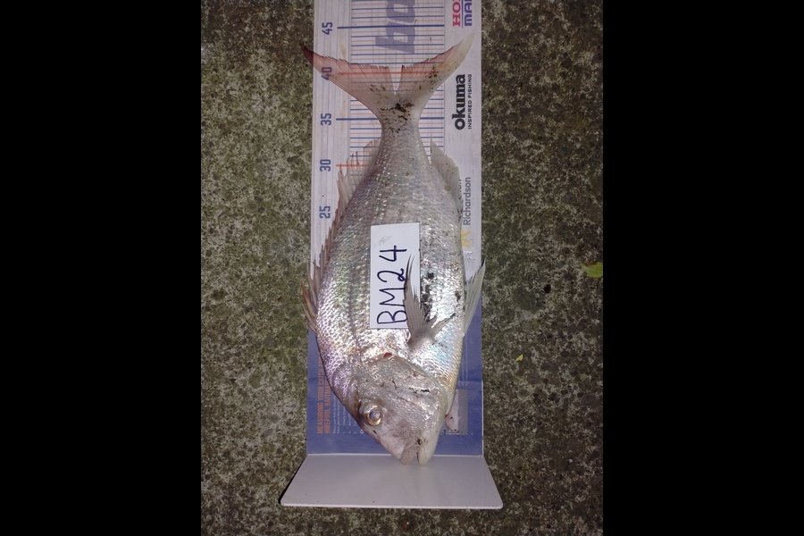 Roger Ratahi caught this 40.5cm Snapper at Taranaki during The Hirepool Baitmates Fishing Comp
