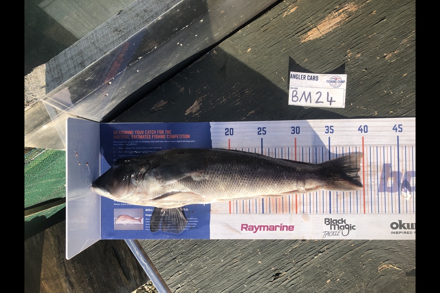 Alex Thomson caught this 39.5cm Blue Cod at Southland during The Hirepool Baitmates Fishing Comp