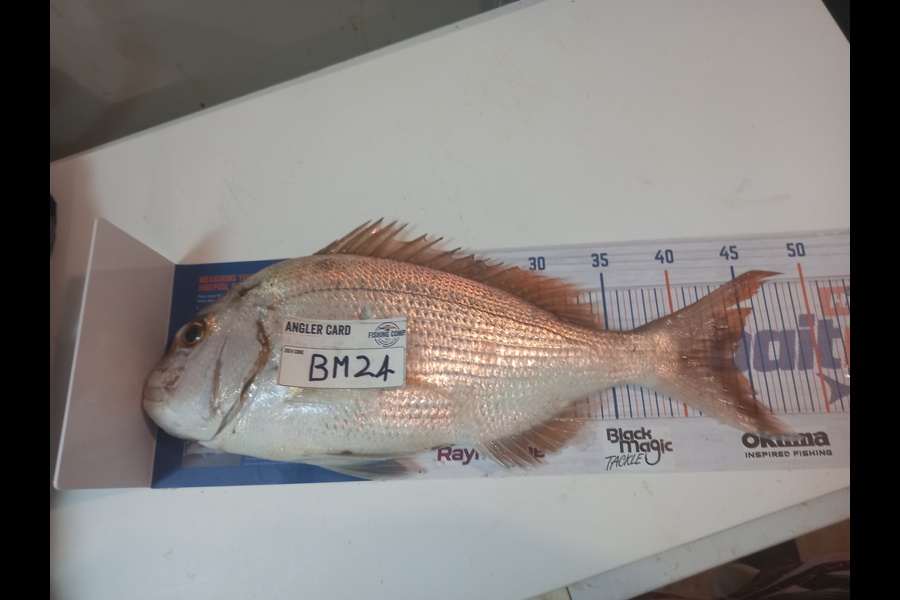 Radar Coxhead caught this 44.0cm Snapper at Bay of Plenty during The Hirepool Baitmates Fishing Comp