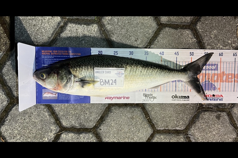 Andrei Labradores caught this 52.0cm Kahawai at Canterbury during The Hirepool Baitmates Fishing Comp