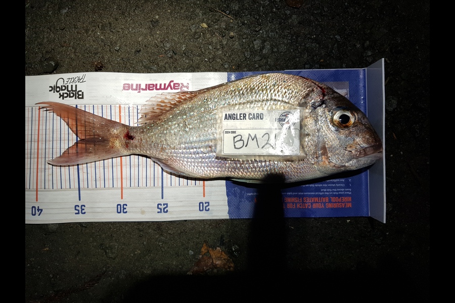 Stephen Nilsson caught this 34cm Snapper at Auckland during The Hirepool Baitmates Fishing Comp