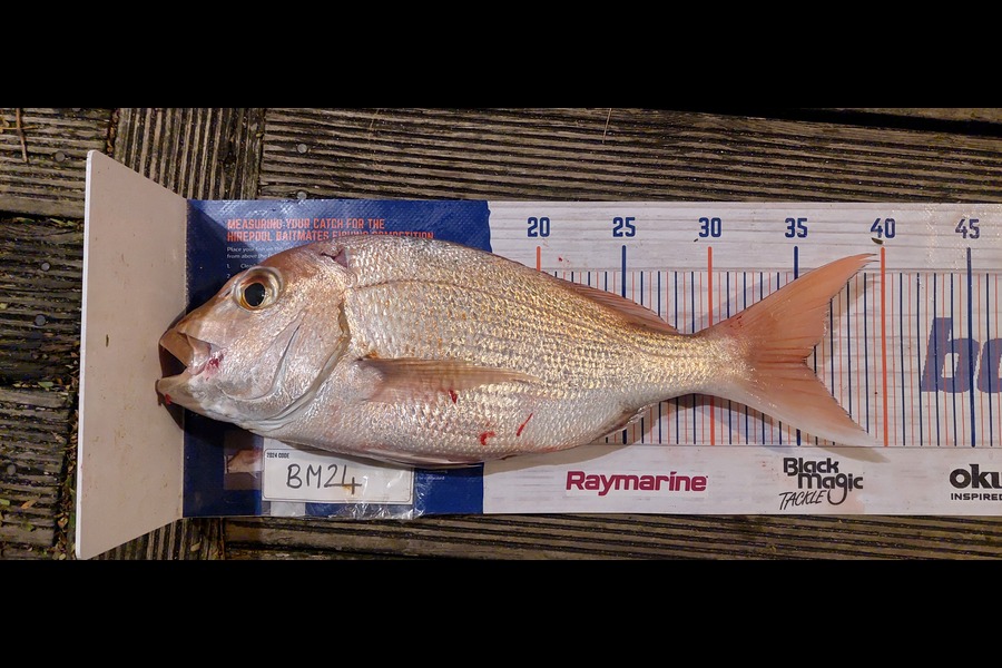 Hadleigh Brewer caught this 35.5cm Snapper at Coromandel during The Hirepool Baitmates Fishing Comp