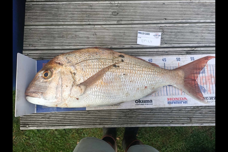 Jon Donaher caught this 55.5cm Snapper at Auckland during The Hirepool Baitmates Fishing Comp
