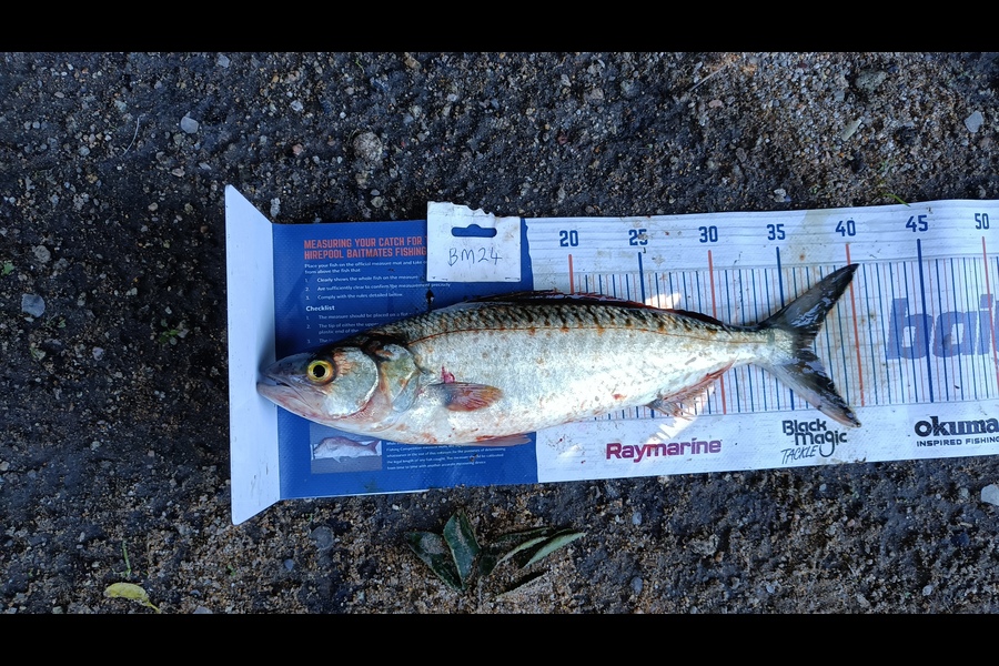 Tracy Holland caught this 36.5cm Kahawai at Nelson/Marlborough during The Hirepool Baitmates Fishing Comp