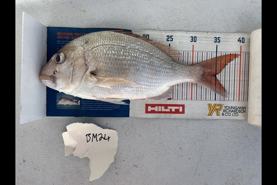 Erin Mcloughlin caught this 35.0cm Snapper at Auckland during The Hirepool Baitmates Fishing Comp