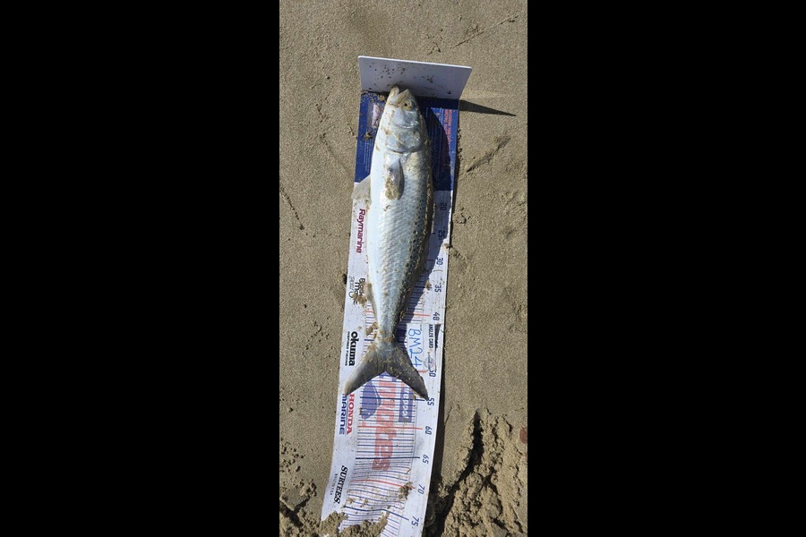 Ngareta Dunn caught this 50.0cm Kahawai at Northland during The Hirepool Baitmates Fishing Comp