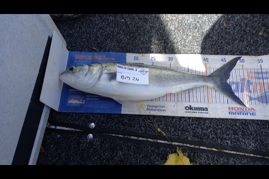 Jenny Bailey caught this 45cm Kahawai at Waikato during The Hirepool Baitmates Fishing Comp