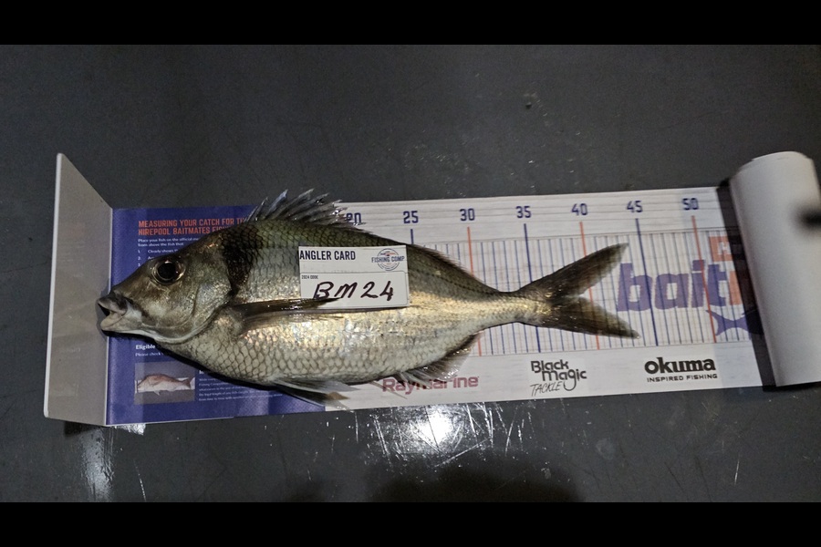 Frank van Vroonhoven caught this 39.0cm Tarakihi at Bay of Plenty during The Hirepool Baitmates Fishing Comp