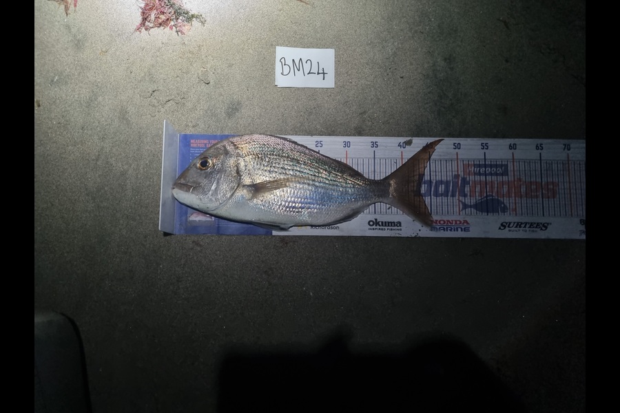Michael Brown caught this 43.0cm Snapper at Bay of Plenty during The Hirepool Baitmates Fishing Comp