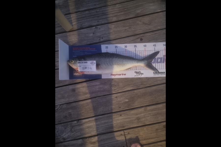 Bradley Weatherley caught this 42.0cm Kahawai at Bay of Plenty during The Hirepool Baitmates Fishing Comp