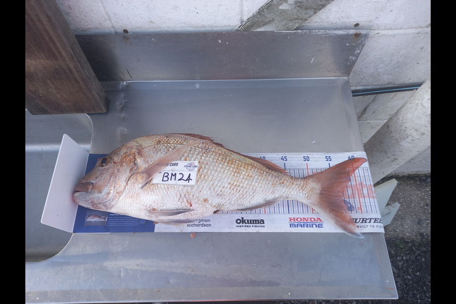 Radar Coxhead caught this 56.5cm Snapper at Coromandel during The Hirepool Baitmates Fishing Comp