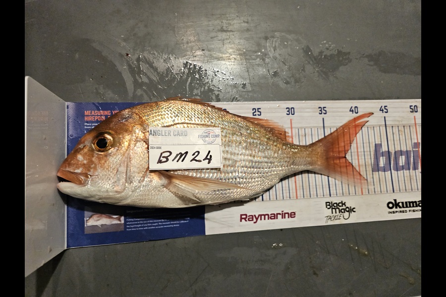 Frank van Vroonhoven caught this 38.0cm Snapper at Bay of Plenty during The Hirepool Baitmates Fishing Comp