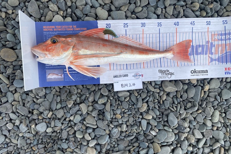 Max Nicholson caught this 43.5cm Gurnard at Hawkes Bay during The Hirepool Baitmates Fishing Comp