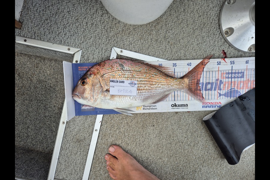 Glynn Anderson caught this 43.5cm Snapper at Auckland during The Hirepool Baitmates Fishing Comp