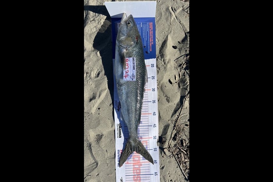 Braxton Carstairs caught this 55.0cm Kahawai at Canterbury during The Hirepool Baitmates Fishing Comp