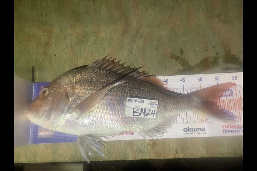 Josh Bolton caught this 54.0cm Snapper at Wellington during The Hirepool Baitmates Fishing Comp