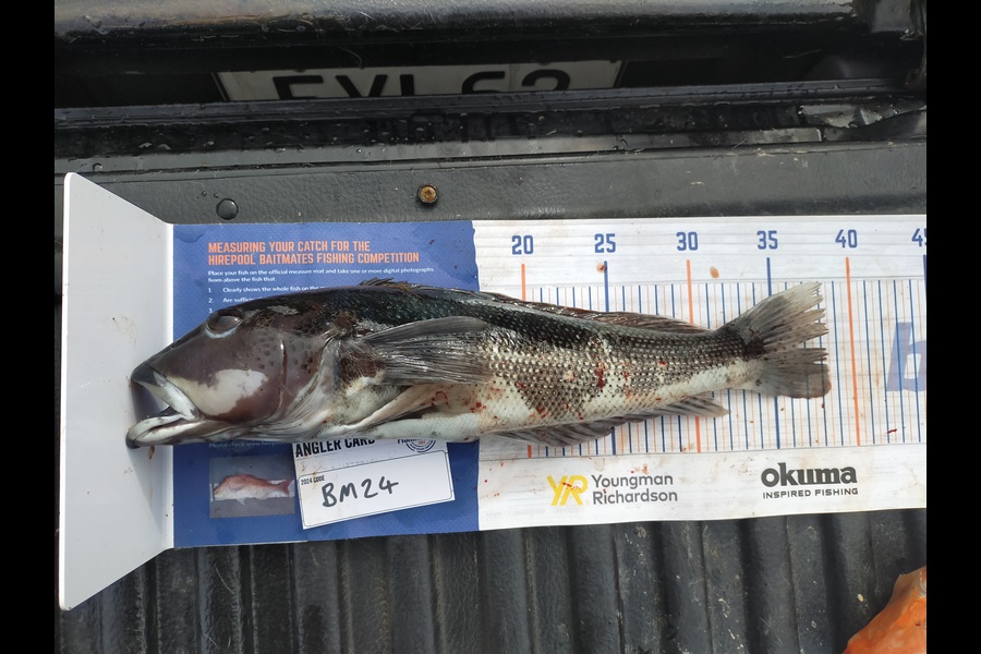 James Thomas caught this 38.0cm Blue Cod at Southland during The Hirepool Baitmates Fishing Comp