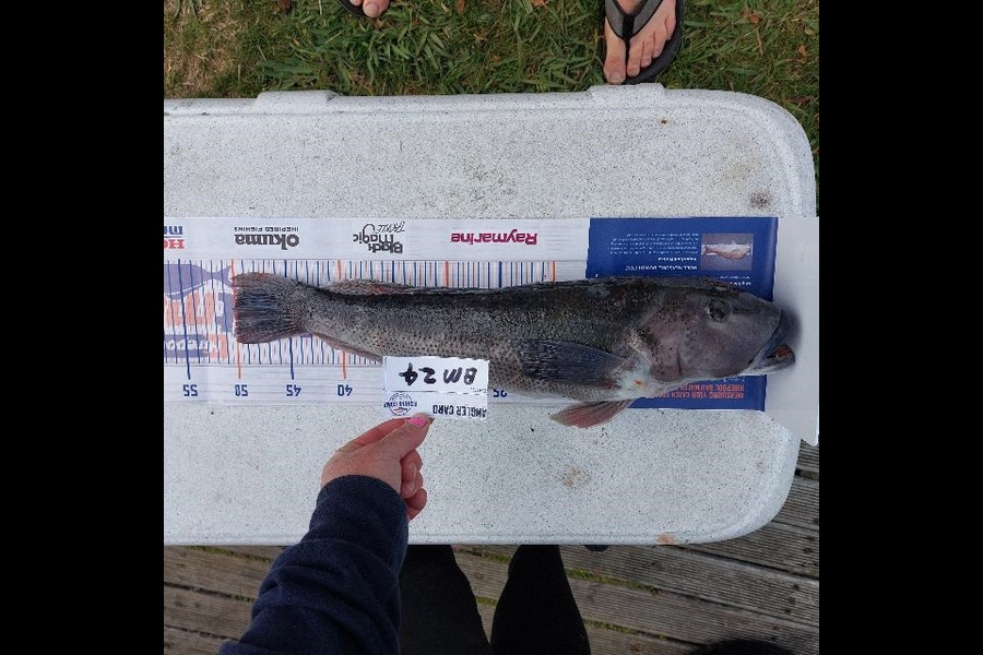 Steve Crowley caught this 50.0cm Blue Cod at Nelson/Marlborough during The Hirepool Baitmates Fishing Comp