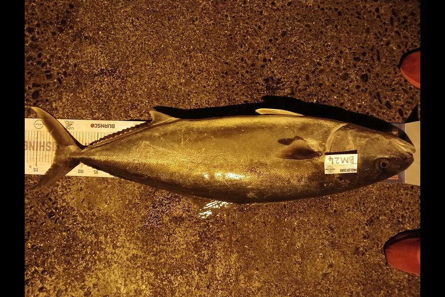 William Samson caught this 109.0cm Kingfish at Northland during The Hirepool Baitmates Fishing Comp
