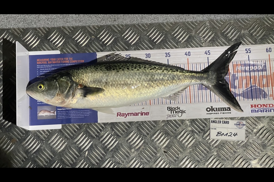 Tom Burroughs-Moody caught this 48.5cm Kahawai at Wellington during The Hirepool Baitmates Fishing Comp