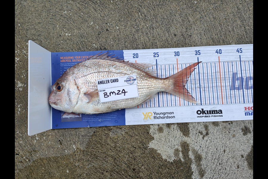 Hayden Roberts caught this 37.5cm Snapper at Nelson/Marlborough during The Hirepool Baitmates Fishing Comp