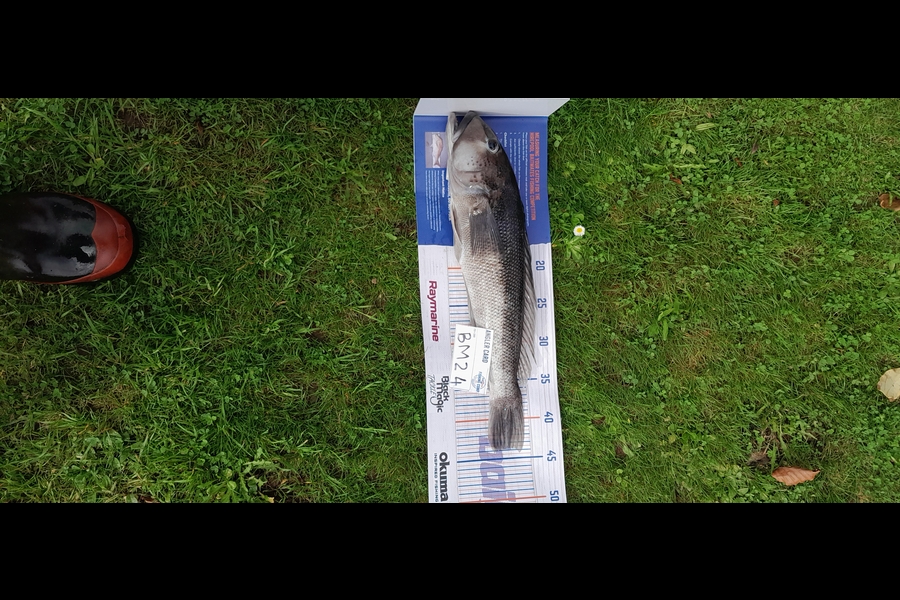 Roedolf Prinsloo caught this 43.5cm Blue Cod at Southland during The Hirepool Baitmates Fishing Comp