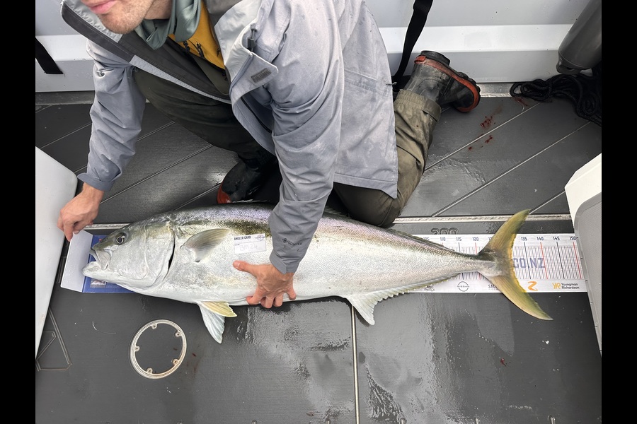 Noah Hallam caught this 130.5cm Kingfish at Nelson/Marlborough during The Hirepool Baitmates Fishing Comp