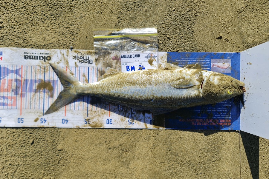 Xavier Akatere caught this 40.5cm Kahawai at Northland during The Hirepool Baitmates Fishing Comp