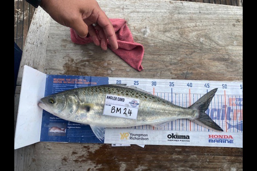 Gary Allan caught this 44.0cm Kahawai at Wellington during The Hirepool Baitmates Fishing Comp