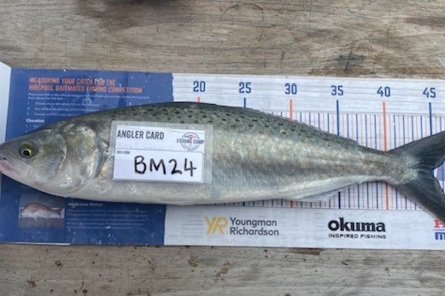 Braxton Allan caught this 44.5cm Kahawai at Wellington during The Hirepool Baitmates Fishing Comp