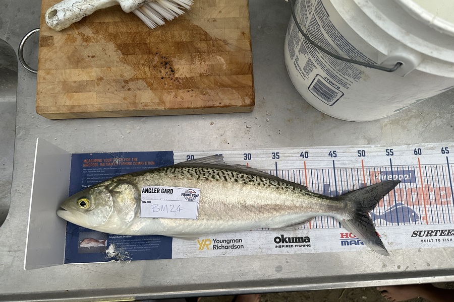 Lochlyn Kitching caught this 50.0cm Kahawai at Hawkes Bay during The Hirepool Baitmates Fishing Comp